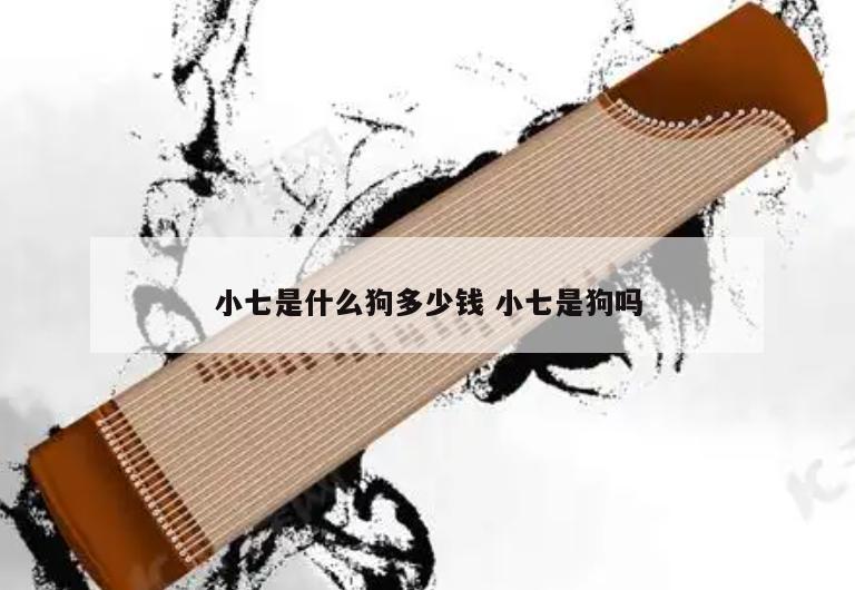 小七是什么狗多少钱 小七是狗吗