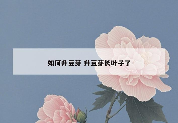 如何升豆芽 升豆芽长叶子了