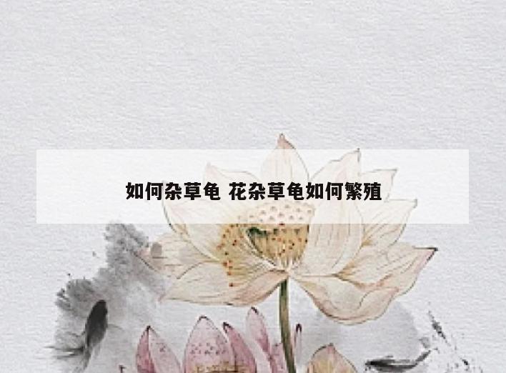 如何杂草龟 花杂草龟如何繁殖