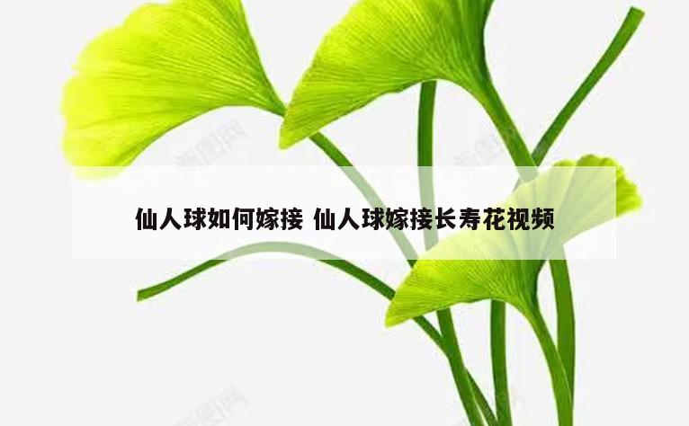 仙人球如何嫁接 仙人球嫁接长寿花视频