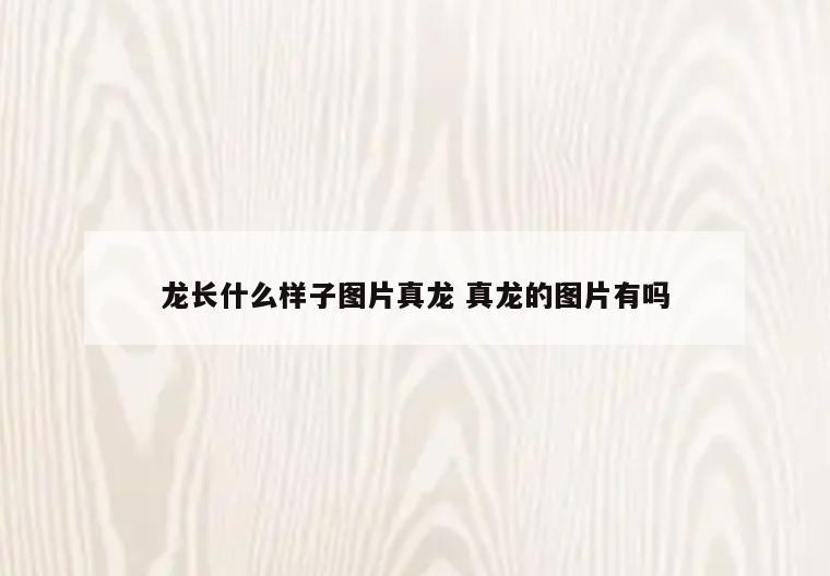 龙长什么样子图片真龙 真龙的图片有吗
